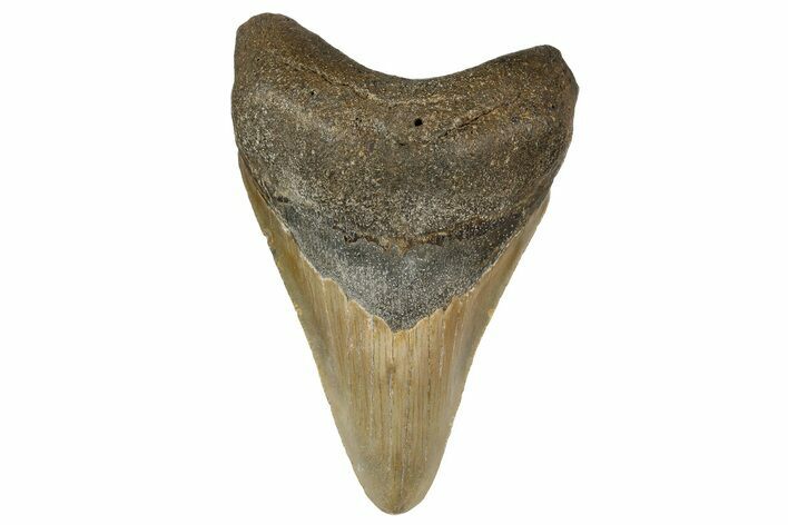 Fossil Megalodon Tooth - North Carolina #183338